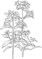 Hypericum perforatum2.gif